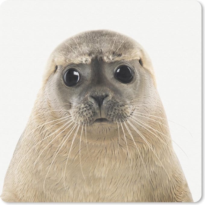 Muismat 20x20 cm - Mousepad Zeehond - Beige - Dieren - Muismatten
