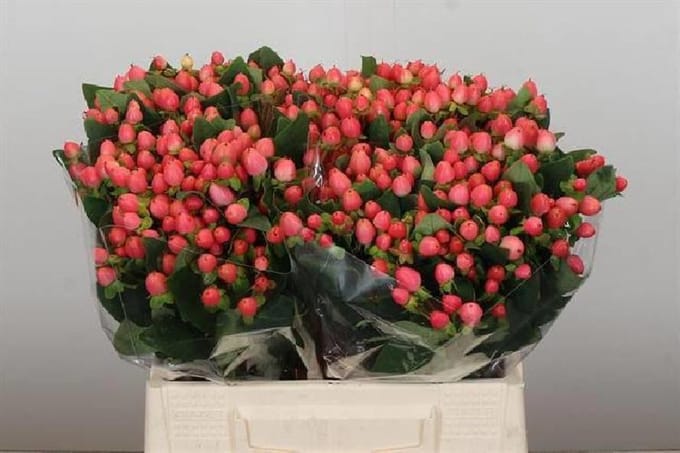 25x Hyper.sweet romance 40cm