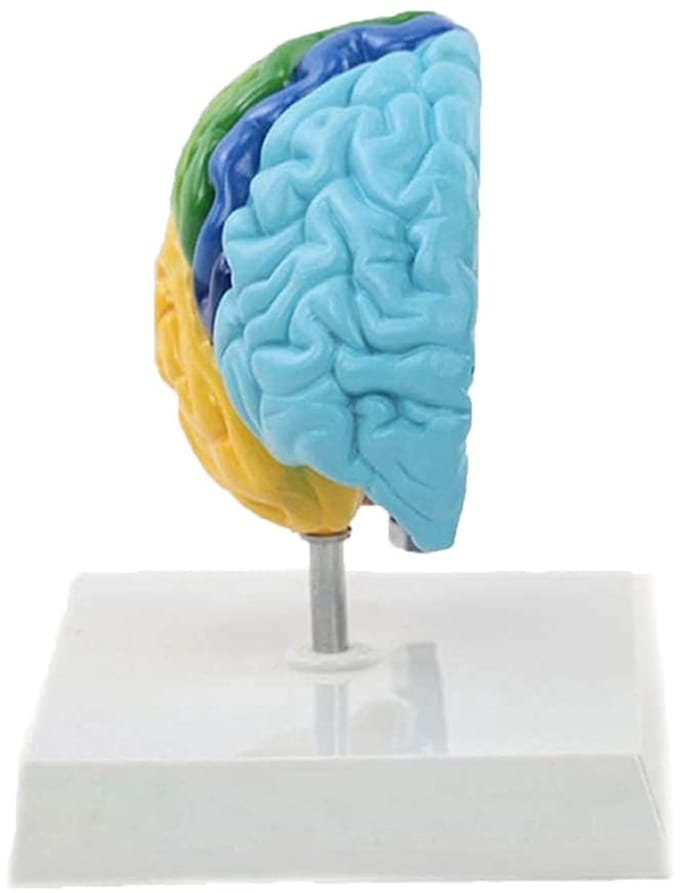 Hersenschematisch Model - Anatomisch Brein - Medische Studie - Gekleurde Hersendelen - 16.5 x 18 x 14 cm - Meerdere kleuren