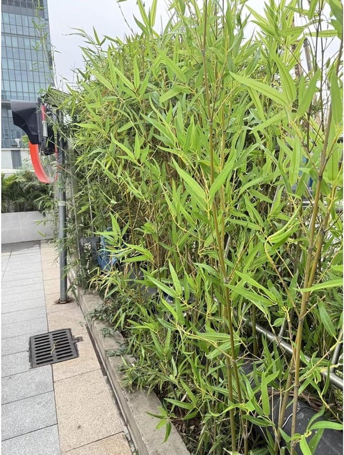 Kunst bamboe - Groene plant - Ruimte verdelen - Weerbestendig ontwerp - 1.8 meter - Groen