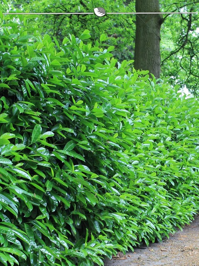 Laurier Prunus Novita 60-80 cm in Pot, 5x Haagplant