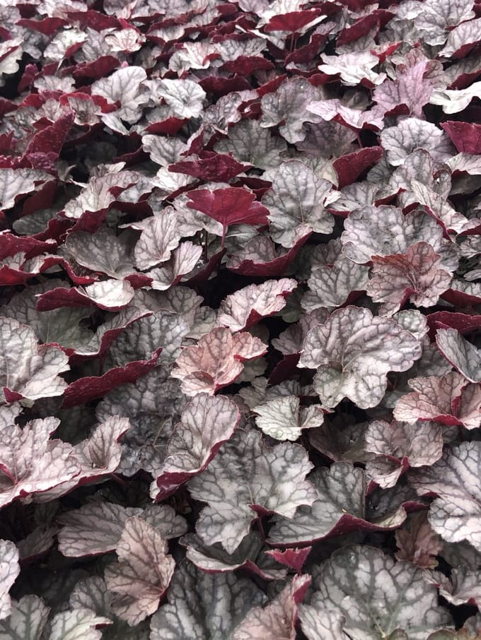 6x Purperklokje - Heuchera hybr. 'Cascade Dawn' | 9x9 cm pot