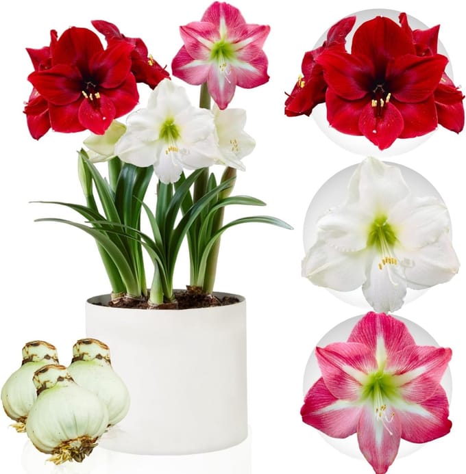 Amaryllis Bol Collectie - Bloembollen - 3 stuks - Rood - Bloem bollen