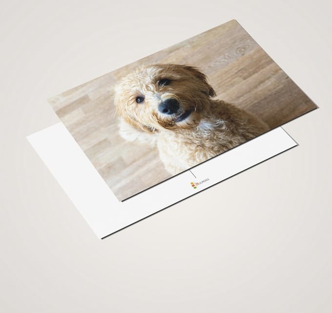 Ansichtkaartenset Labradoodle