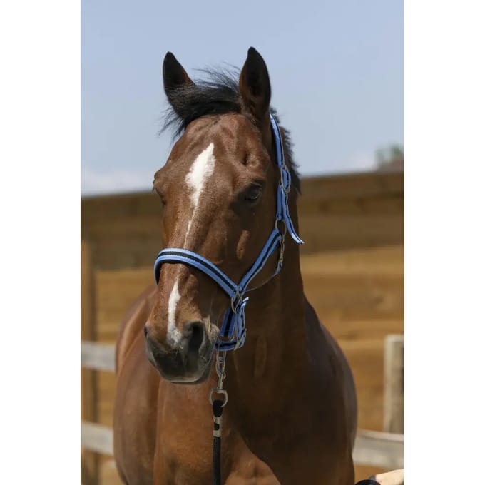 Satijnen paardenhalster Norton