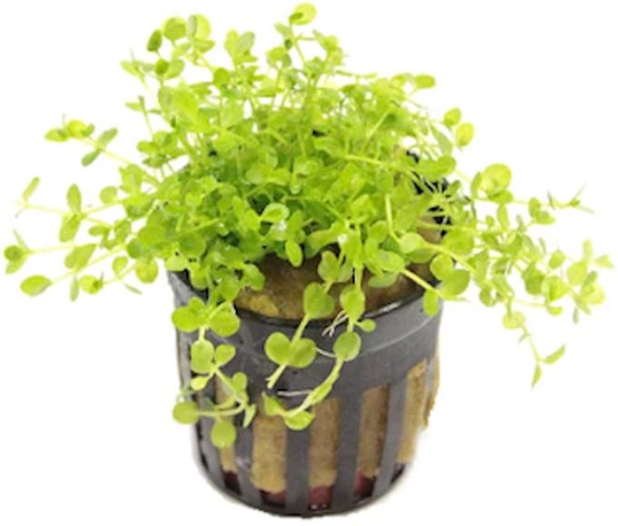 Moerings Micranthemum Monte Carlo | Nieuw Parelkruid | in 5cm pot P5