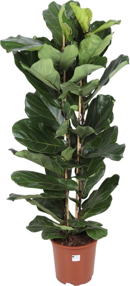 Green Harmony | Ficus Lyrata - Ø27cm - 140cm