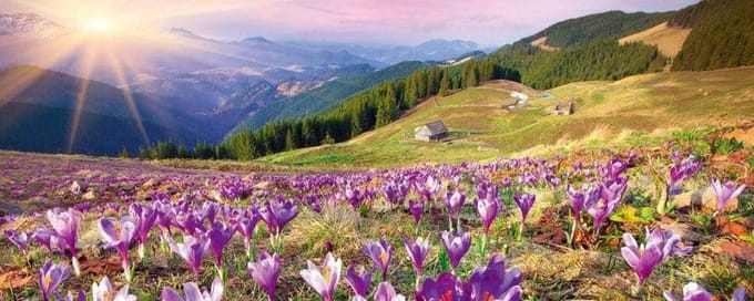 Fotobehang - Crocuses at Spring 375x150cm - Vliesbehang