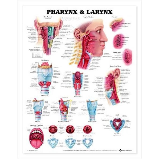Pharynx & Larynx Anatomical Chart