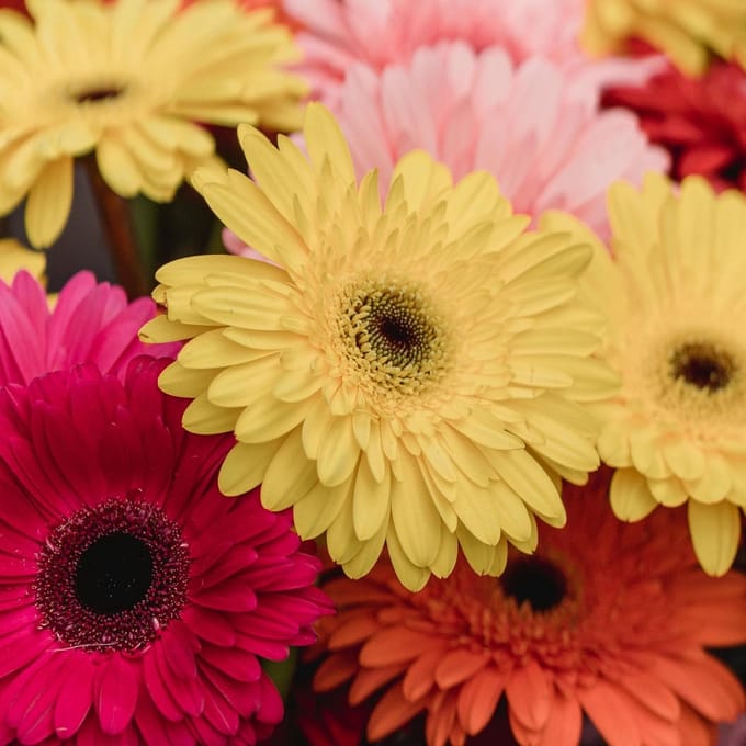 Sluis Garden - Gerbera grootbloemige gemengd