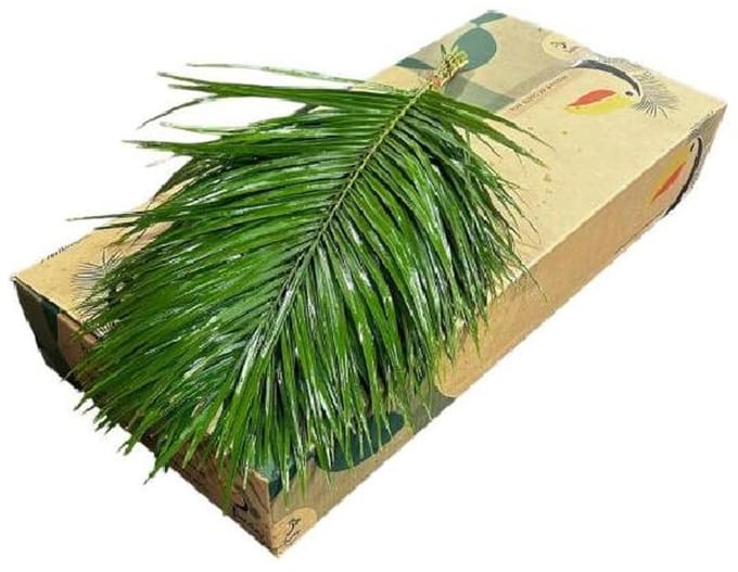 20x Sg phoenix 60cm