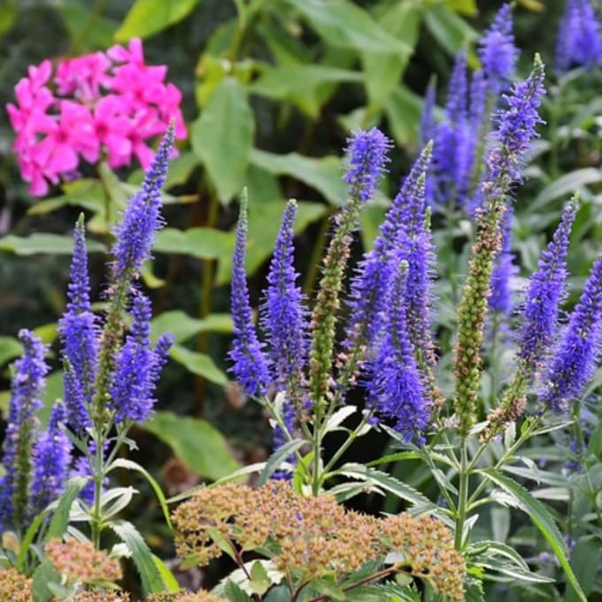 Lange ereprijs (Veronica Longifolia) - Blauriesin - Ereprijs - Vaste planten - Bijen-Vlinders - Snijbloemen - Zomerbollen