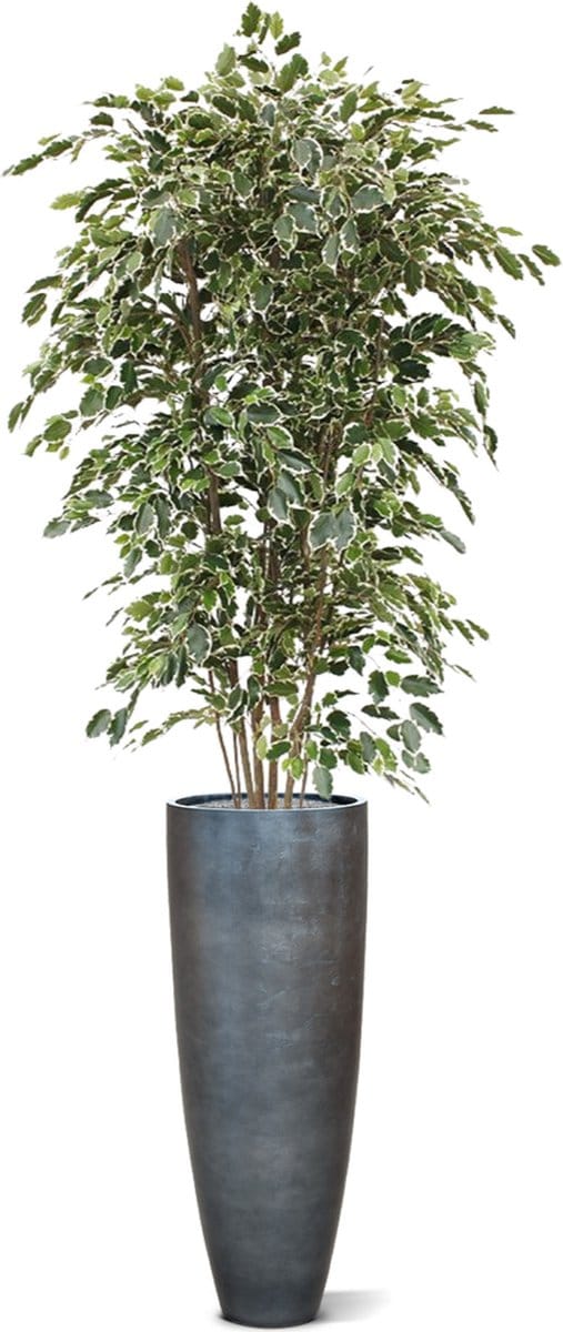 Ficus Exotica deluxe kunstboom 210cm - bont