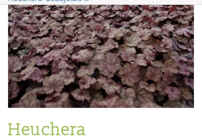 6 x Heuchera 'Beaujolais - PURPERKLOKJE - pot 9 x 9 cm