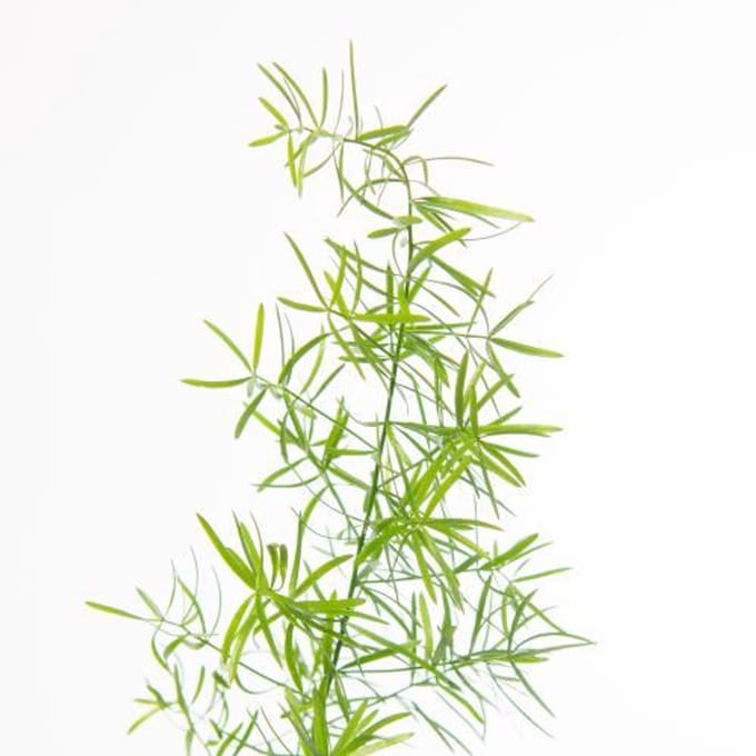 50x Aspar.sprengeri 50cm