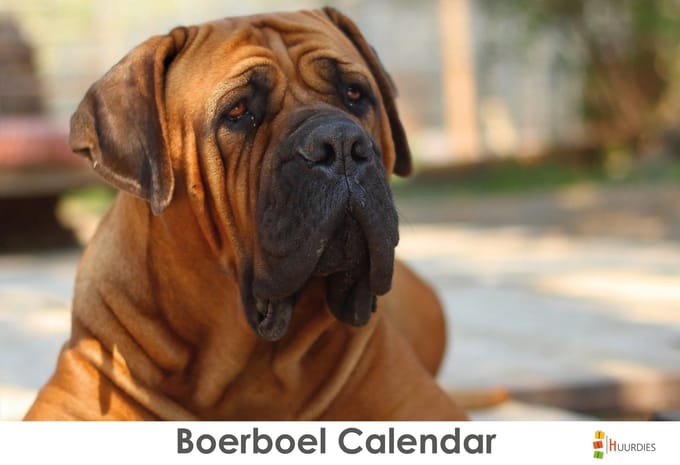 Huurdies - Verjaardagskalender - Boerboel - A4
