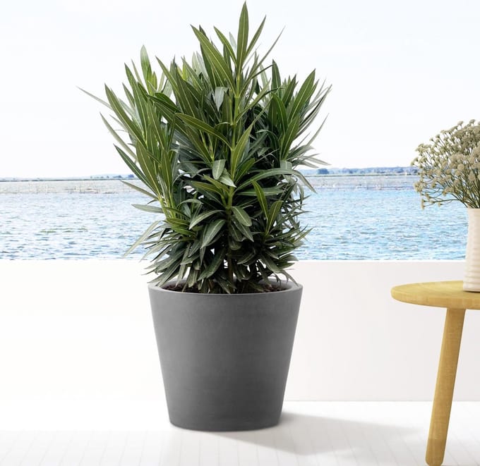 Nerium Oleander struik met witte bloem - 90cm- Ø22