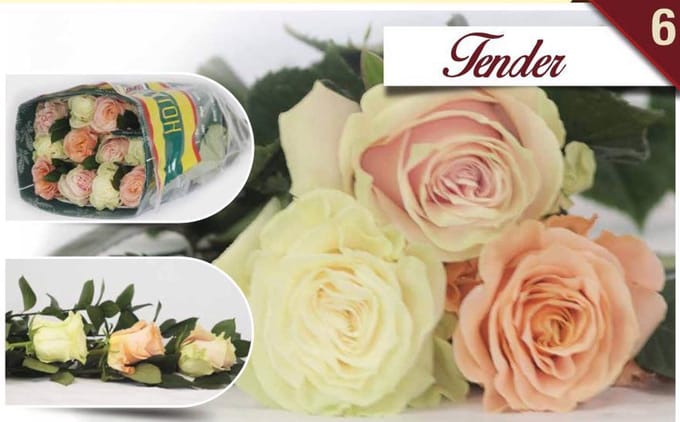 12x Rosa mix/bos hoja verde triett tender 50cm