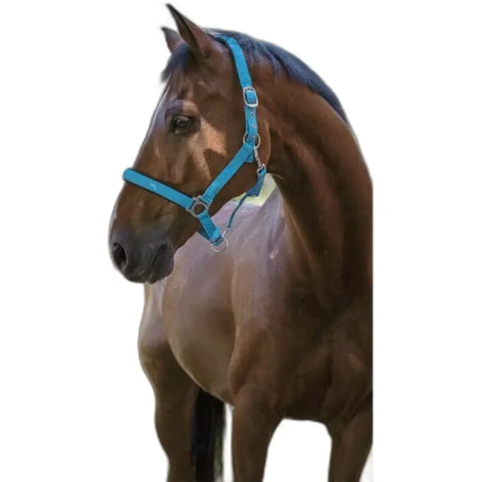 Halter Norton Fluo