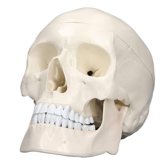 Simulatie 1:1 Menselijk Hoofd Schedel Model Afneembaar PVC Schedel Model voor Anatomie Leercursus white