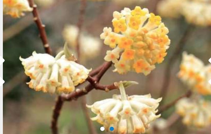 Edgeworthia chrysantha 'Grandiflora' - Papierstruik 40 - 50 cm in pot