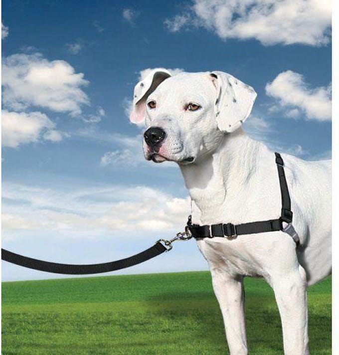 Easy Walk Harness grijs/zwart XL
