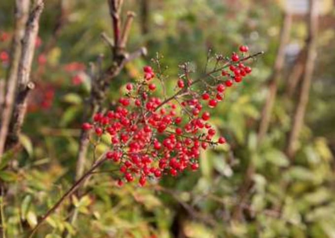 Nandina domestica - Hemelse Bamboe 30 - 40 cm in pot