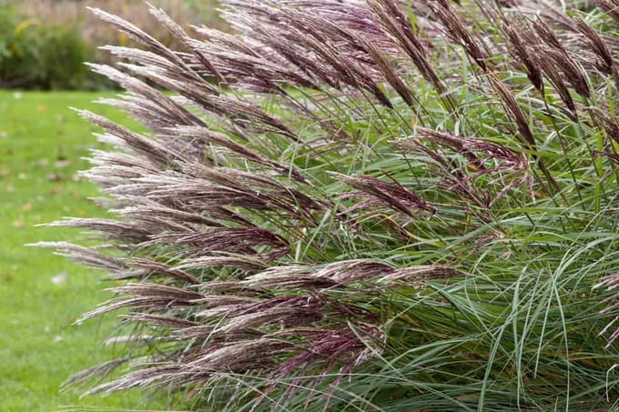 Miscanthus s. Red Chief - Set van 12 - Prachtriet - Pot P9