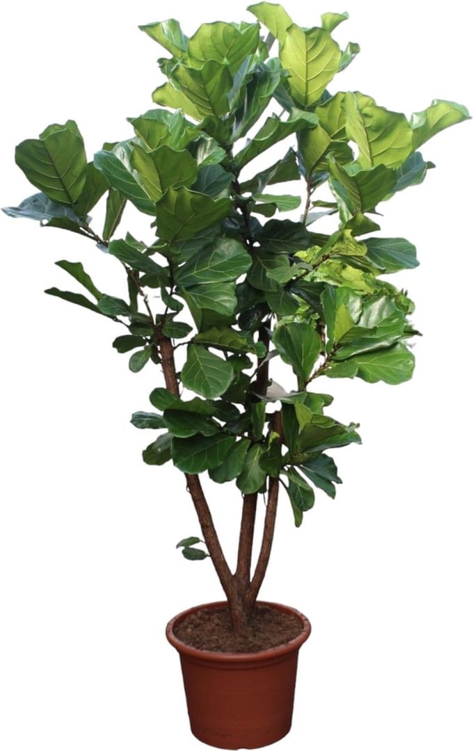Ficus Lyrata vertakt - 240 cm - ø50