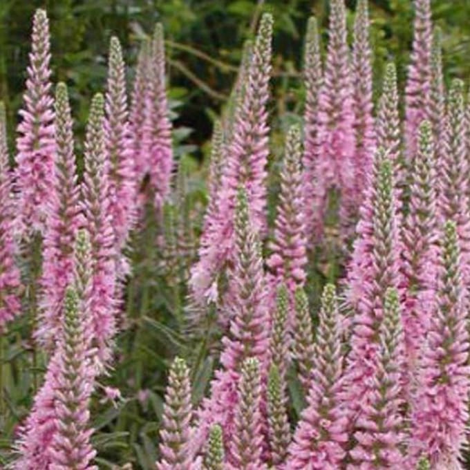 6 x Veronica Spicata 'Heidekind' - Aarereprijs pot 9x9cm