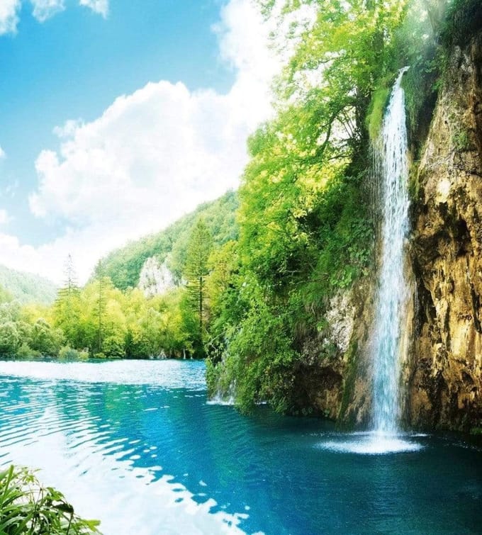 Fotobehang - Relax in Forest 225x250cm - Vliesbehang
