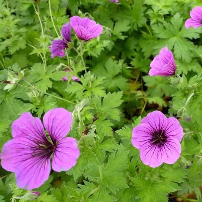 6x Ooievaarsbek - Geranium psilostemon ‘Bressingham Flair’ - Pot 9x9cm