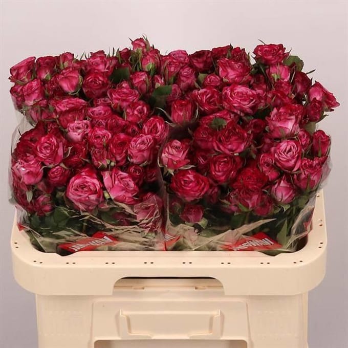 10x Rosa purple queen 60cm