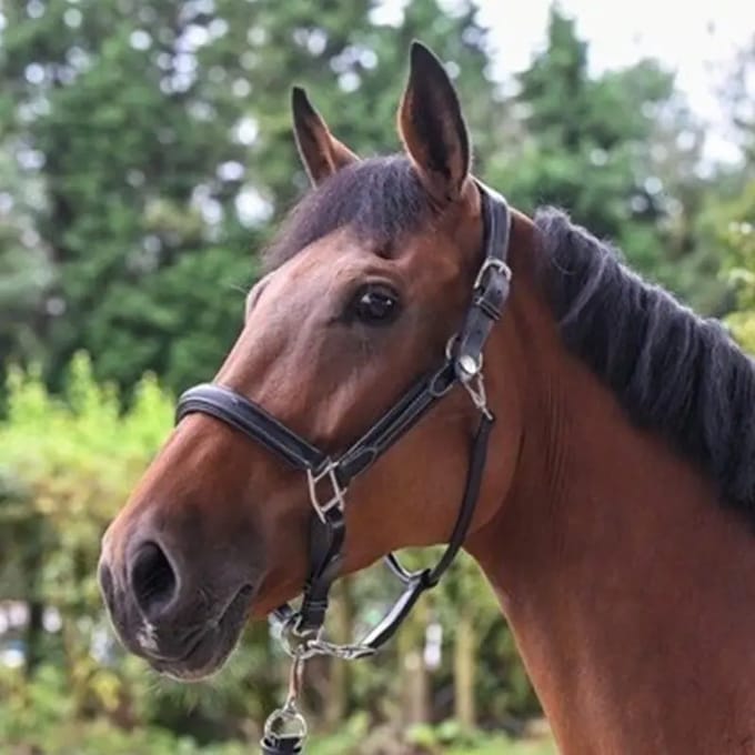 Halster voor paarden Jump'In Week