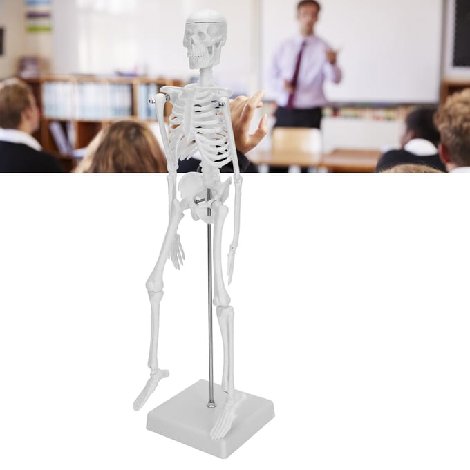 45 cm menselijk skelet model beweegbare ledematen anatomisch onderwijs leermodel wetenschapsbenodigdheden white