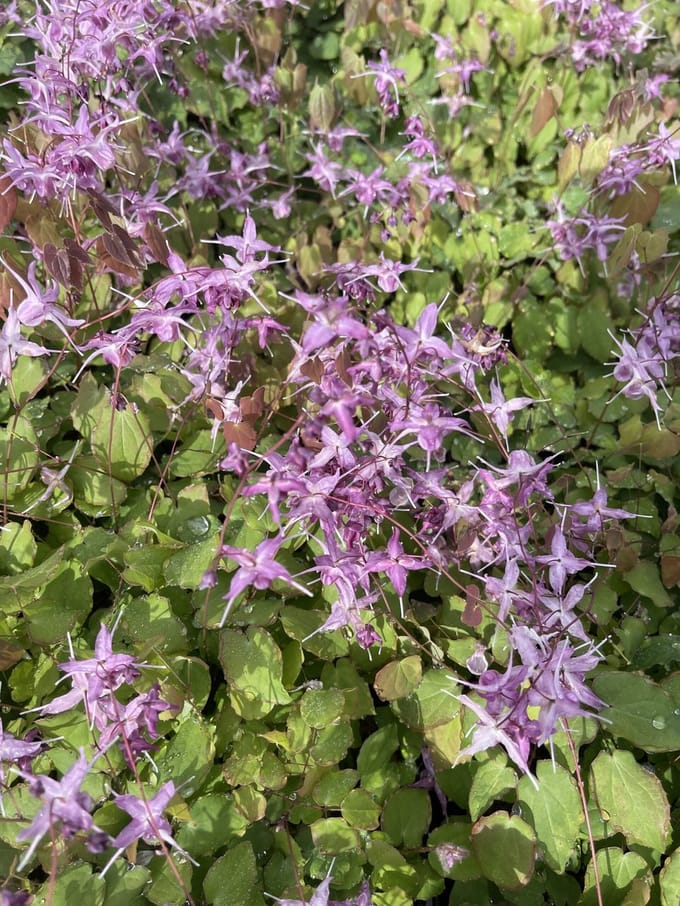 6x Elfenbloem - Epimedium grand. 'Lilafee' | 9x9 cm pot
