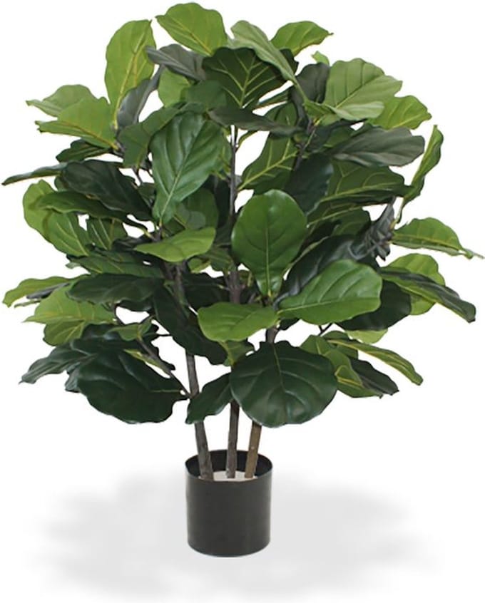 Lyrata Deluxe 95cm