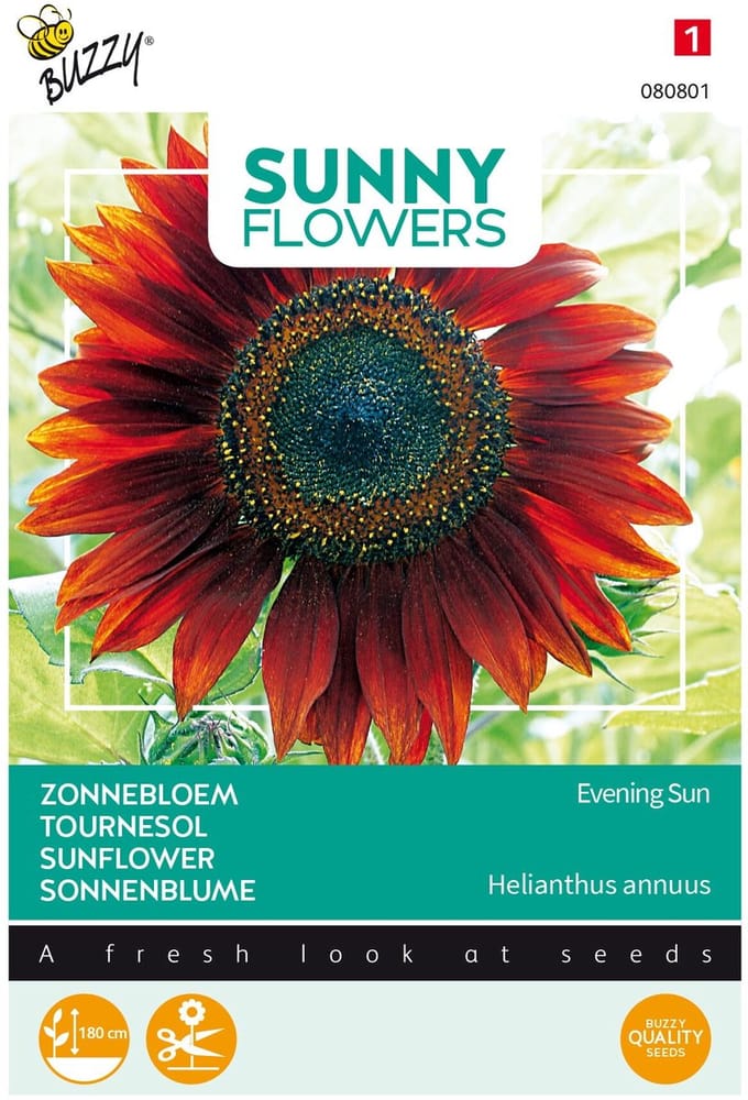Buzzy® Sunny Flowers, Zonnebloem Avondzon