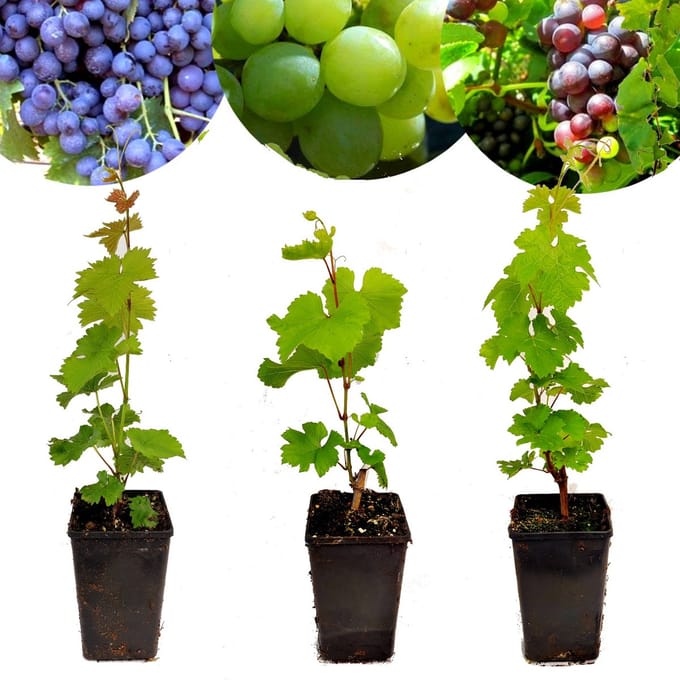 Set van 3 wijndruiven - 'Chardonnay', 'Merlot' en 'Sauvignon' - Hoogte 40cm - Vitis vinifera - Mix B