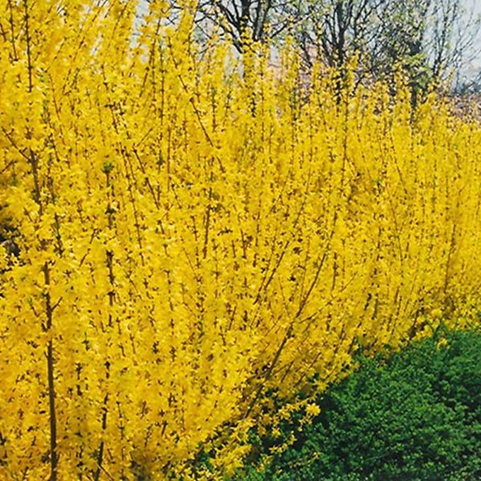 FORSYTHIA INTERMEDIA 'LYNWOOD' - Chinees klokje 50-60 cm in pot