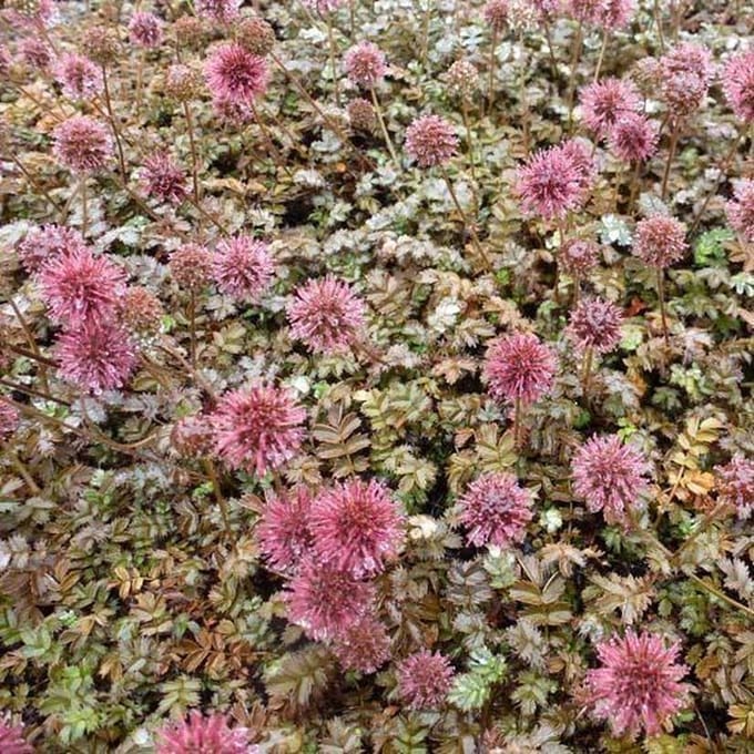 12x Acaena microphylla 'Kupferteppich' - Stekelnootje - Pot 9x9 cm