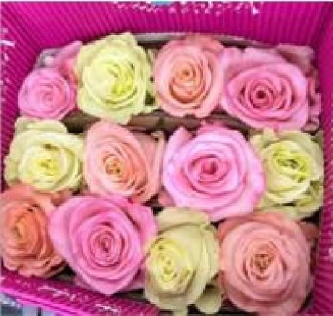 25x Rosa rainbow mix gentle breeze 50cm