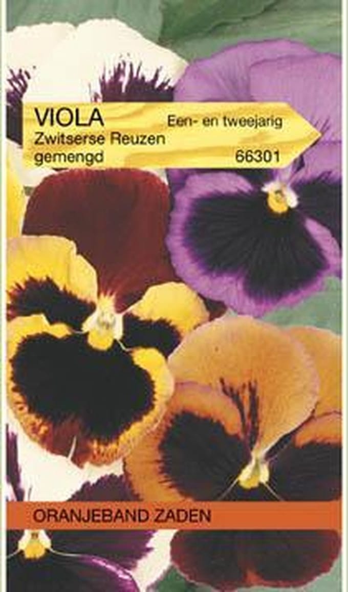 Viola, Viool Zwitserse Reuzen gemengd