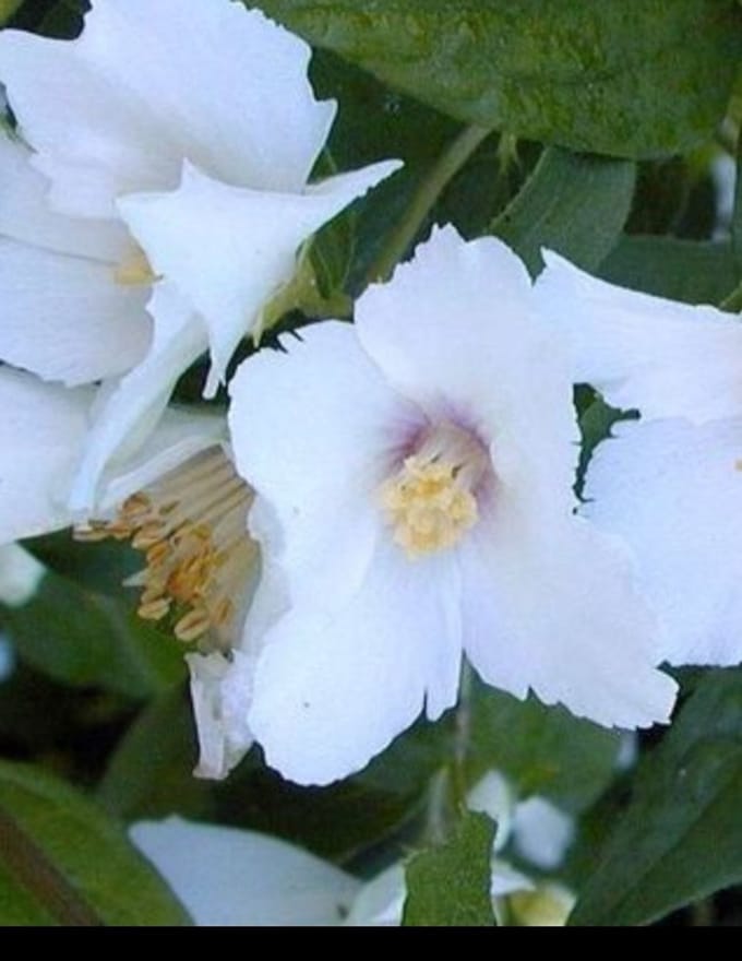 2 x Philadelphus 'Belle Etoile' - Boerenjasmijn 50- 60 cm in pot