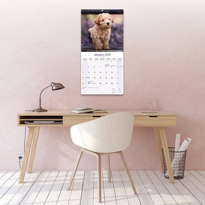 Poedel Toy en Miniatuur Kalender 2026