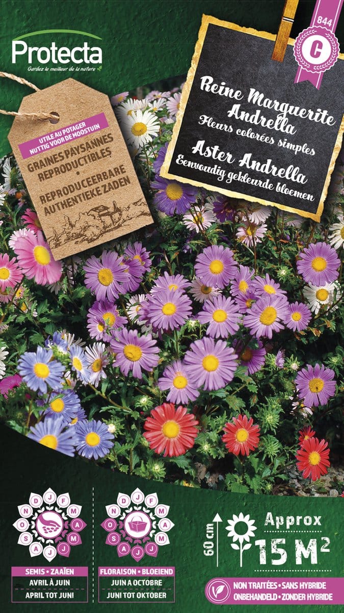 Protecta Bloemen zaden: Aster Andrella gemengd