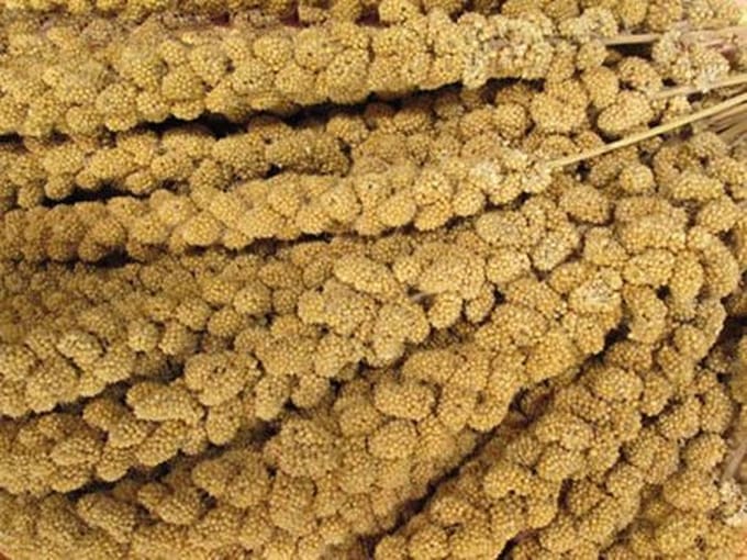 Tijssen goed voor dieren Trosgierst - 5kg