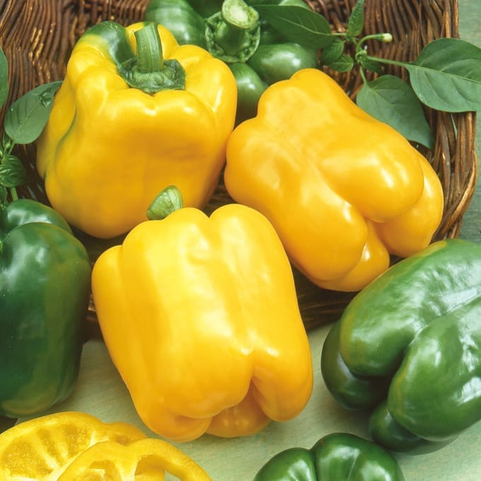 Sluis Garden Paprika California Wonder Yellow