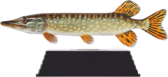 Vis Trofee Snoek - Roofvis Prijs - Wedstrijd Prijs - Acryl Materiaal - 17 cm - Natuurlijk