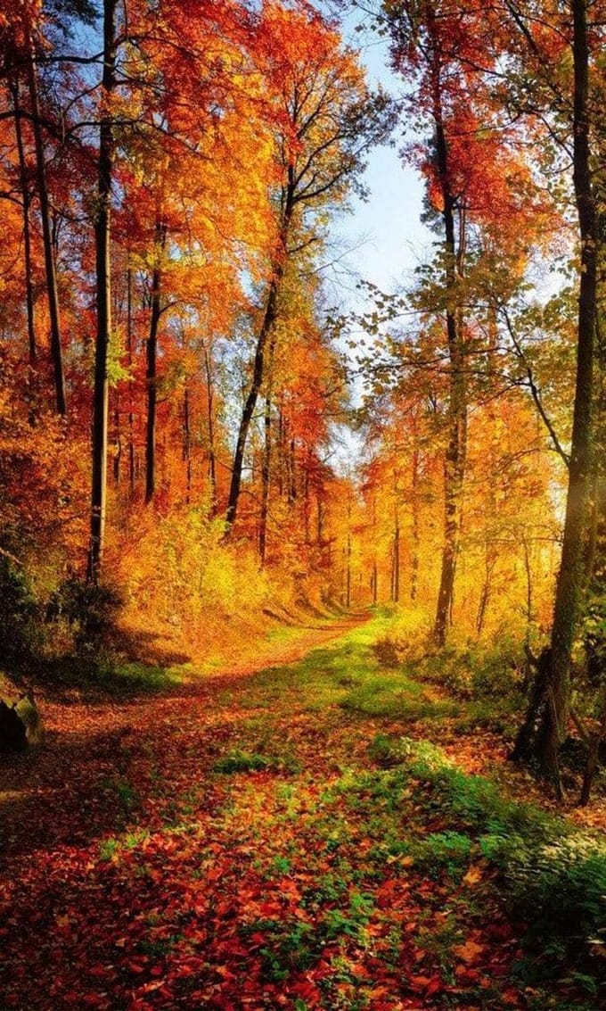 Fotobehang - Forest Walk 150x250cm - Vliesbehang